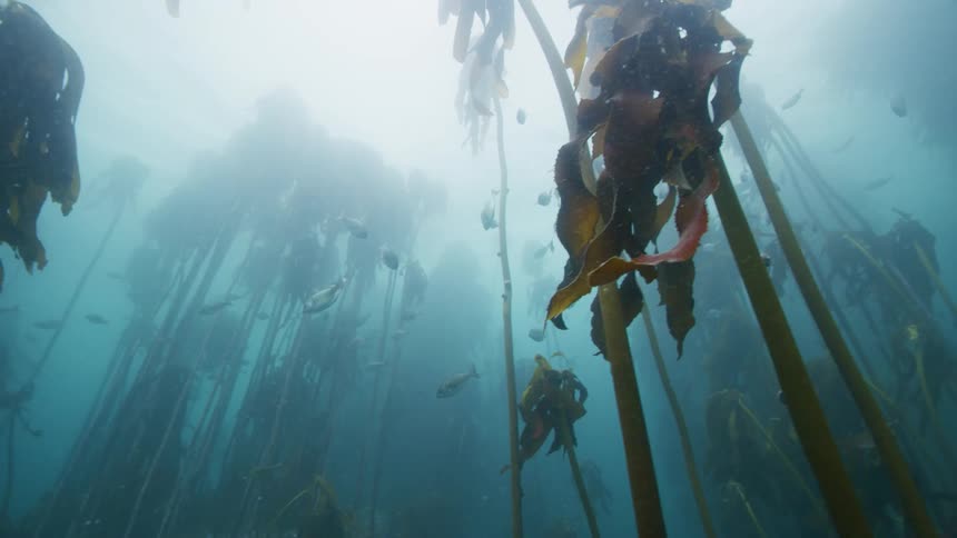 Fish are swimming in the ocean water