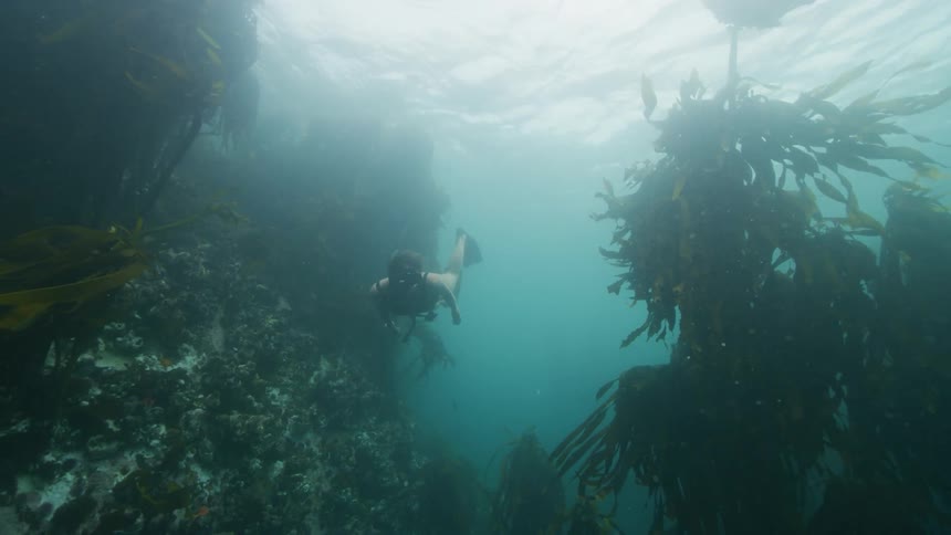 A woman wearing a snorkel and diving fins is swimming near underwater vegetation and kelp as the sun shines brightly above the surface