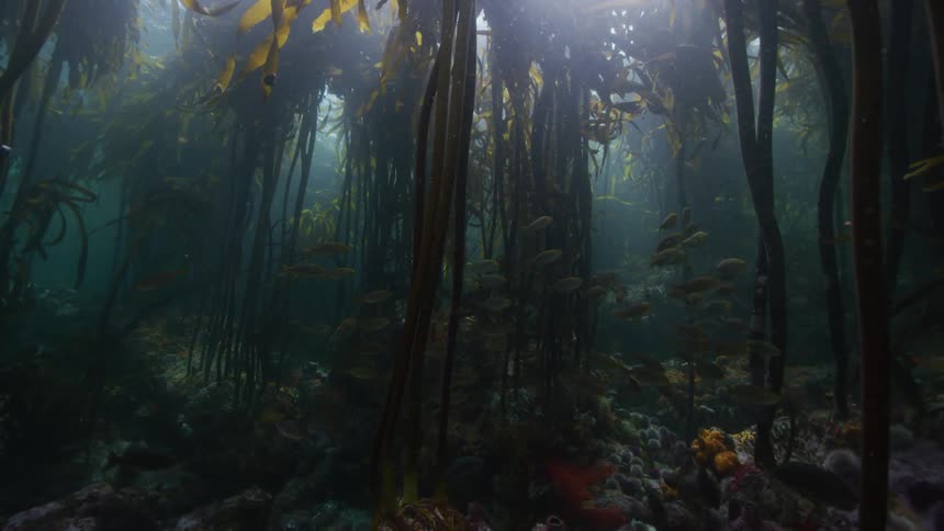 A shot of a school of fish as they swim toward the camera under kelp