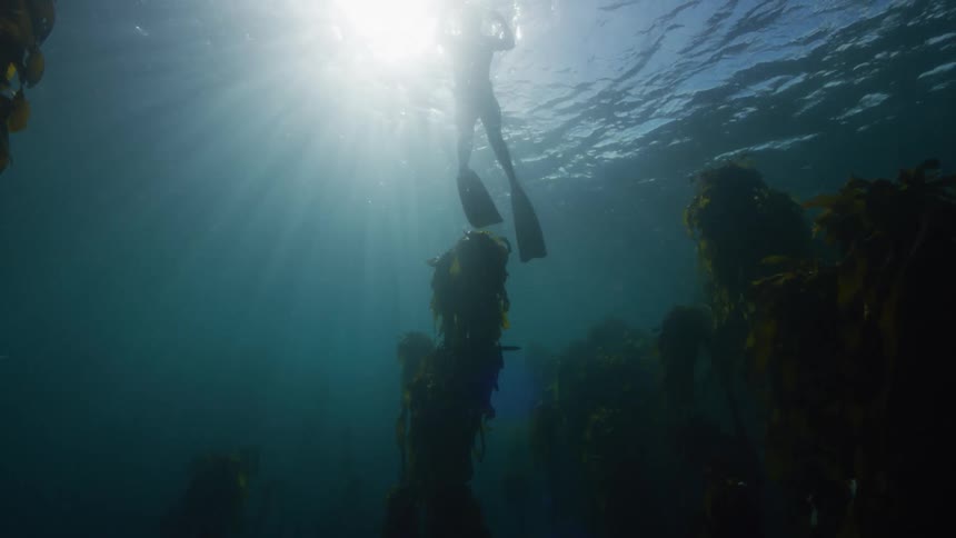 Woman with swimsuit and fins swimming underwater is silhouetted against the sunlight