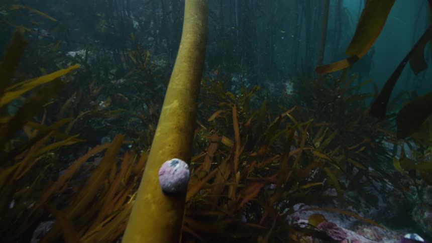 Fish swim through seaweed underwater