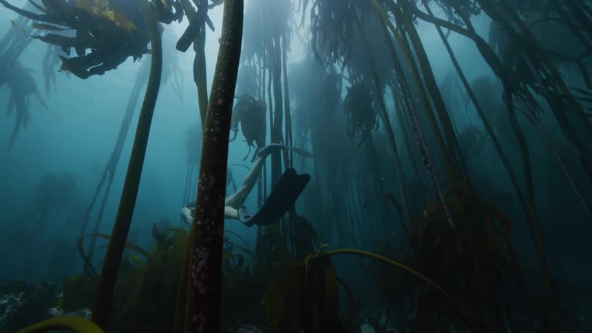 A woman swims past tall kelp underwater