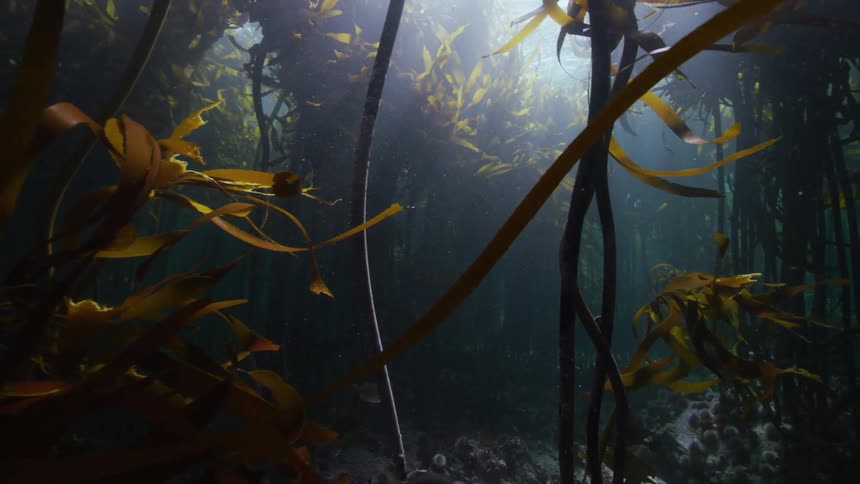 Underwater kelp forest cape town with sunlight