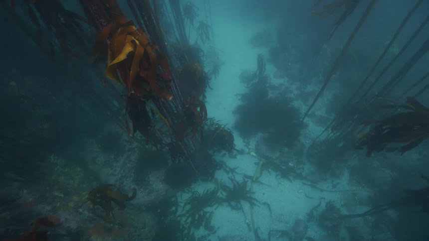 Underwater kelp forest cape town