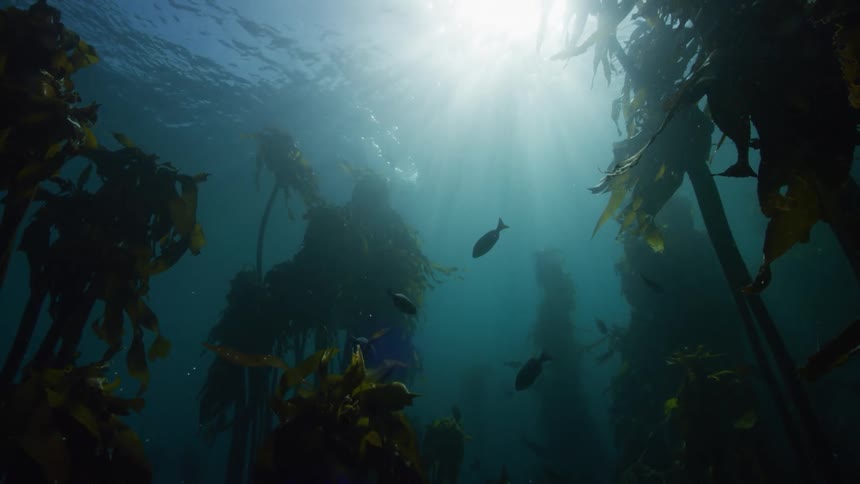 Fish are swimming around tall plants underwater as sunlight shines brightly from above