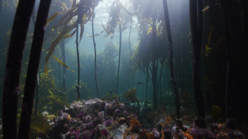 Slow motion underwater footage moving through a kelp forest in the ocean