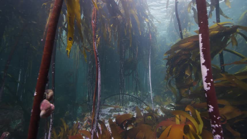 Fish are swimming in the ocean sea