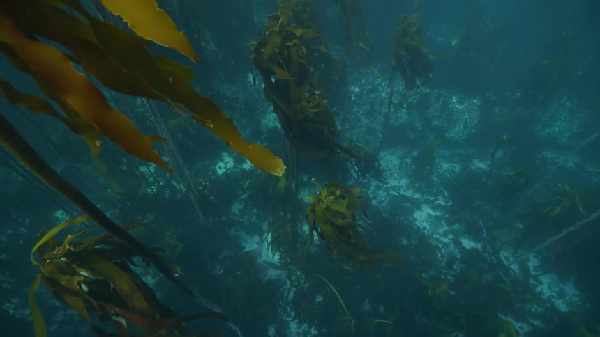 Under water footage of sea weed in an ocean