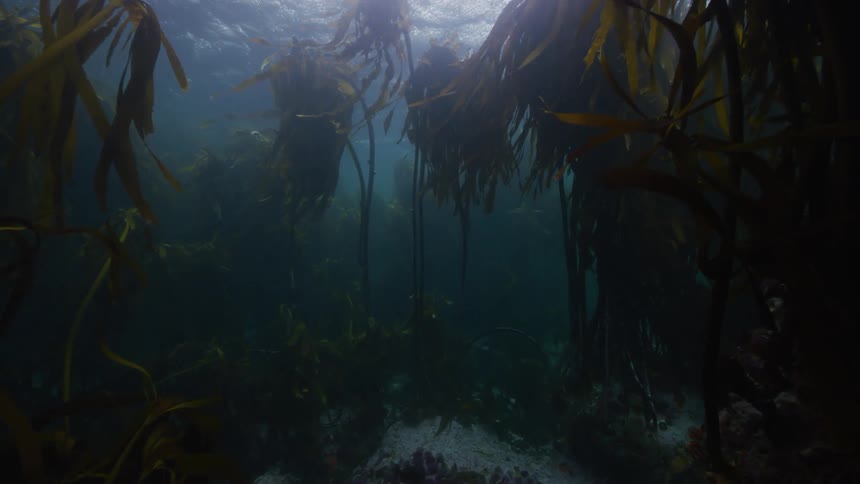 Under water footage of fish swimming in the ocean