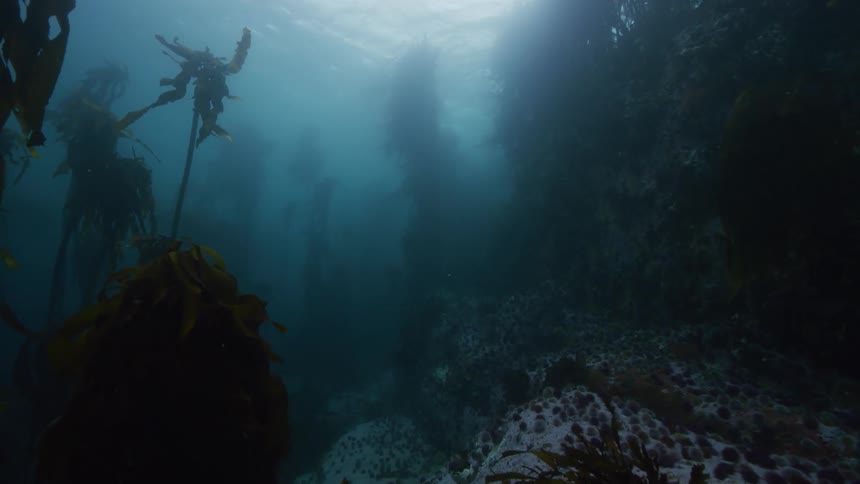 Slow motion underwater footage moving through a kelp forest in the ocean