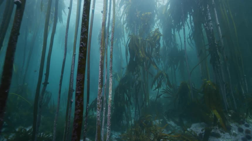 Slow motion underwater footage moving through a kelp forest in the ocean