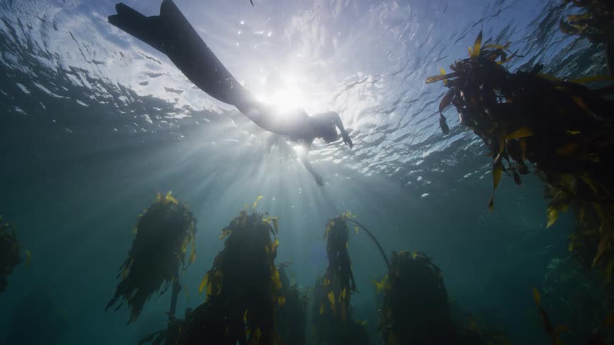 Silhouette of a woman wearing diving fins swimming over a kelp forest as the sun shines brightly on the water surface above her