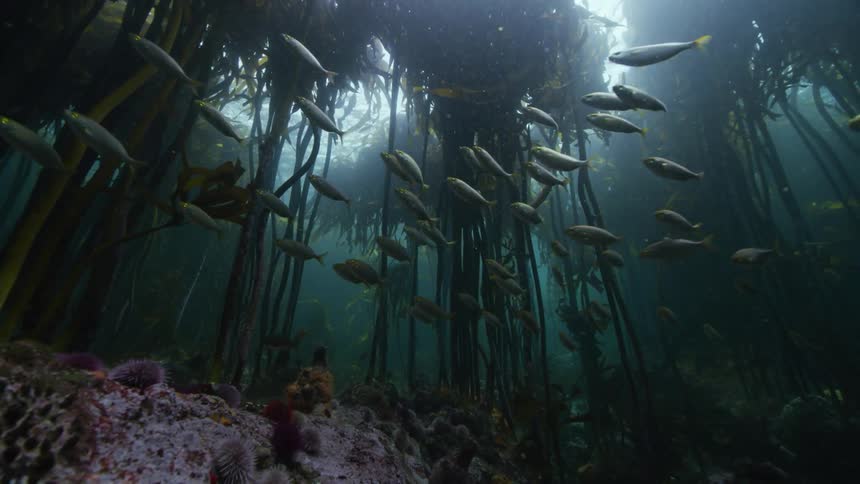 A group of fish are swimming on the ocean floor