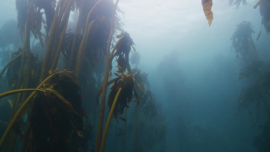 Moving through a kelp forest past plants and swimming fish