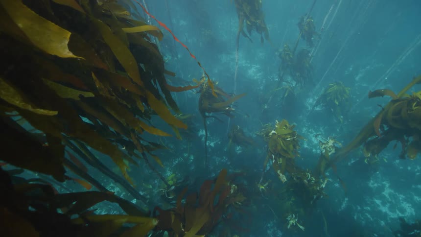 Seaweed is displayed on the ocean floor