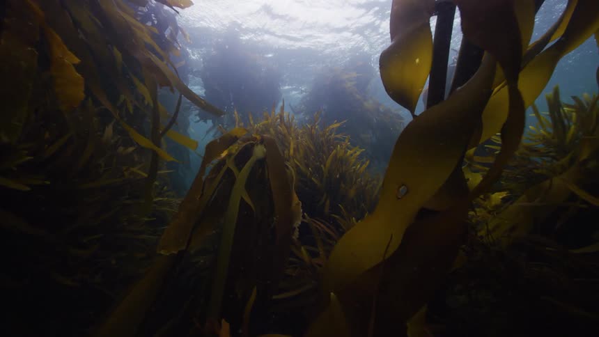 Fish swim through a kelp forest as the sun shines brightly above the surface