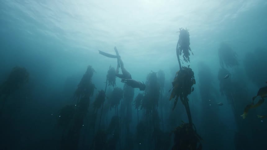 A woman swims under water with fish in the ocean