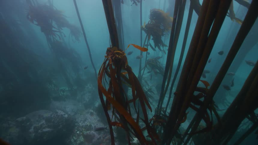 Fish are swimming in the ocean during midday