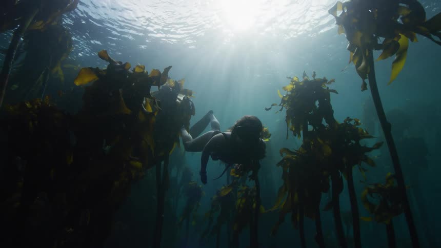 Slow motion underwater footage of a woman swimming through a kelp forest in the ocean
