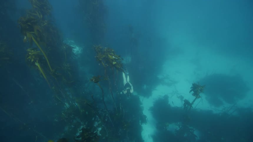 Female diver swims by some large seaweed plants