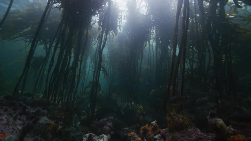 View of a coral reef marine life and a kelp forest