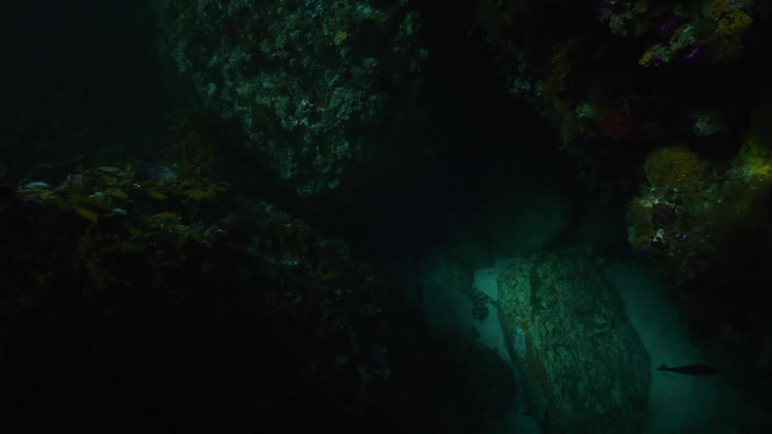 Plants and rocks sit along the ocean floor