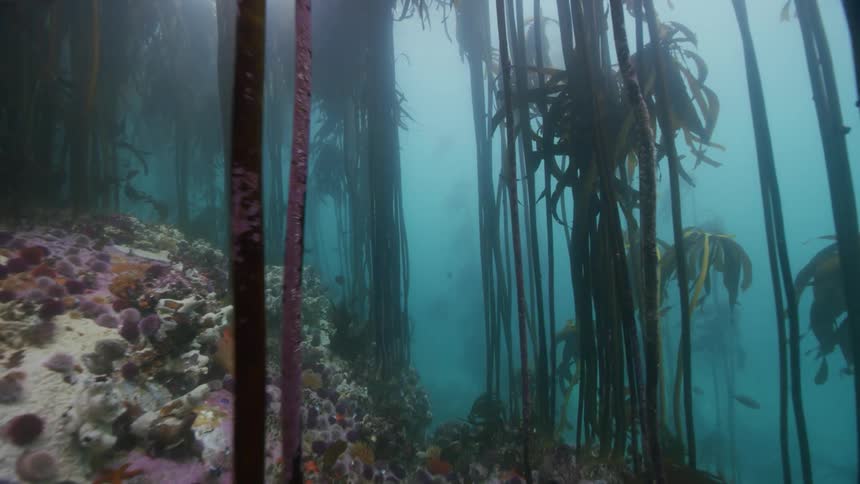 A group of fish are swimming in the ocean water