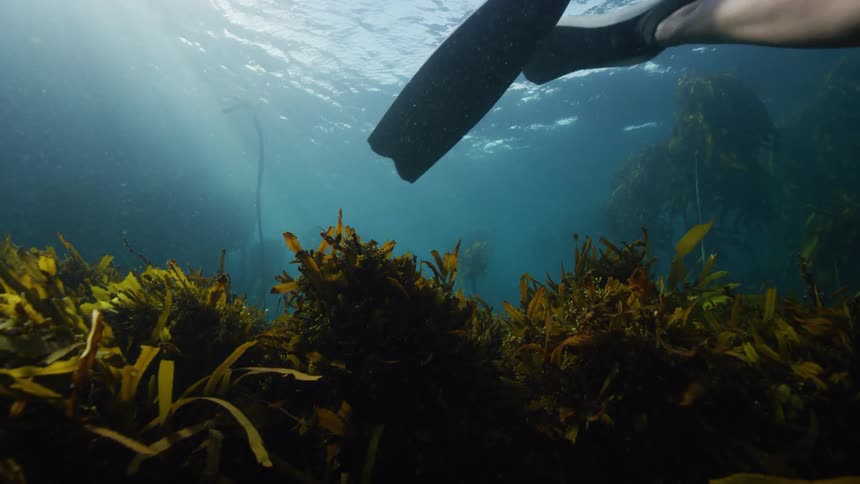 A woman swims above seaweed and underwater vegetation moving along the seabed