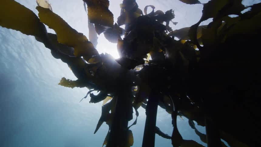 Underwater view of sea kelp as the camera moves upward towards the surface and closer to the plant