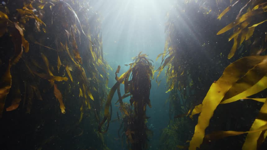 Rays of sunlight shine underwater on a kelp forest as the plants move and sway