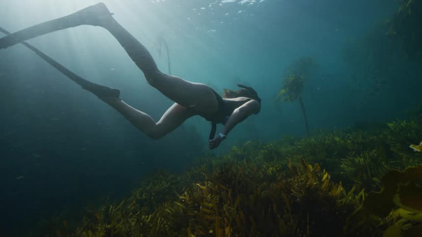 A woman wearing a snorkel and diving fins is swimming along the seabed as a school of fish swim near the kelp