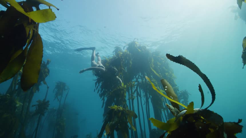 A woman swims toward the bottom of the ocean