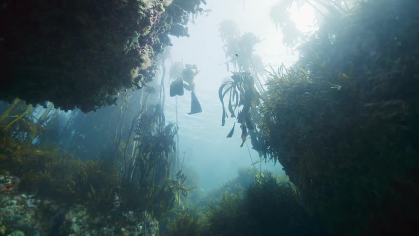 A woman wearing goggles and flippers swimming underwater among seaweed and going to the top