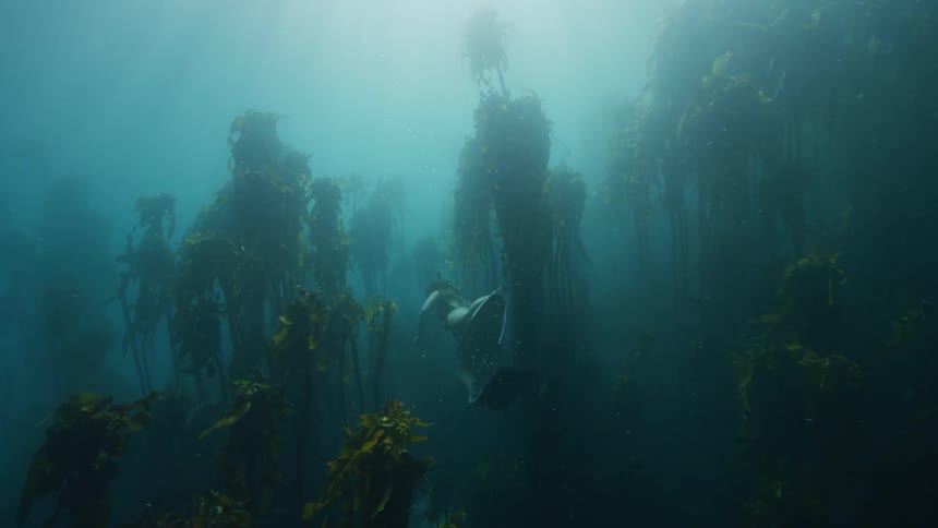 A woman swims through kelp in murky ocean water