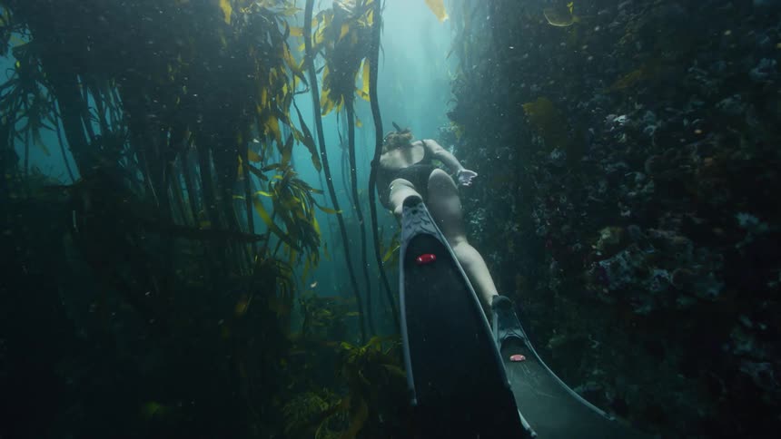Female snorkeler swims through cold water passing kelp and coral