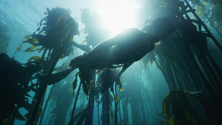 A woman swims with fish past kelp in the ocean