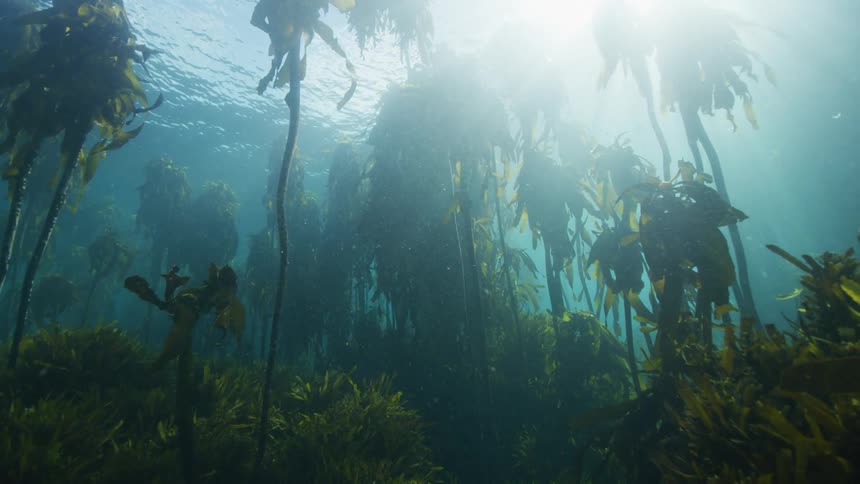 Sun shines through surface into murky water containing kelp