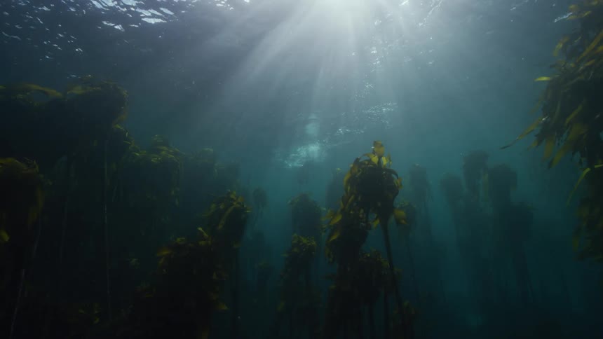 A person swimming near the surface of the water above a kelp forest