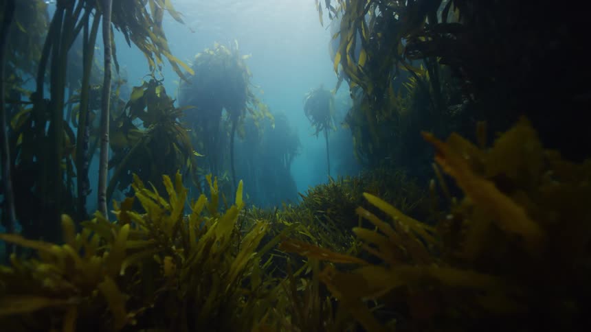 Underwater vegetation moves along the seabed through a kelp forest as sunlight shines from above the surfacce
