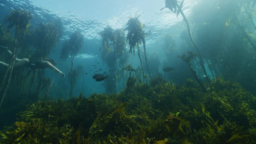 A woman wearing fins and a mask swims past fish through a kelp forest