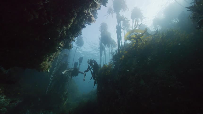 Woman snorkels through kelp near underwater cliffside