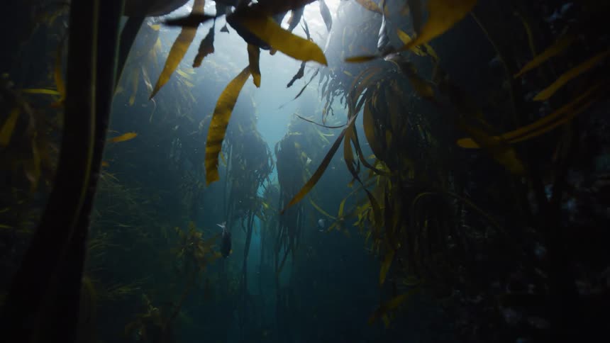 Slow motion underwater footage moving through a kelp forest in the ocean