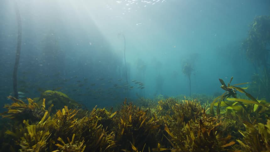 Underwater kelp forest with fish and undergrowth