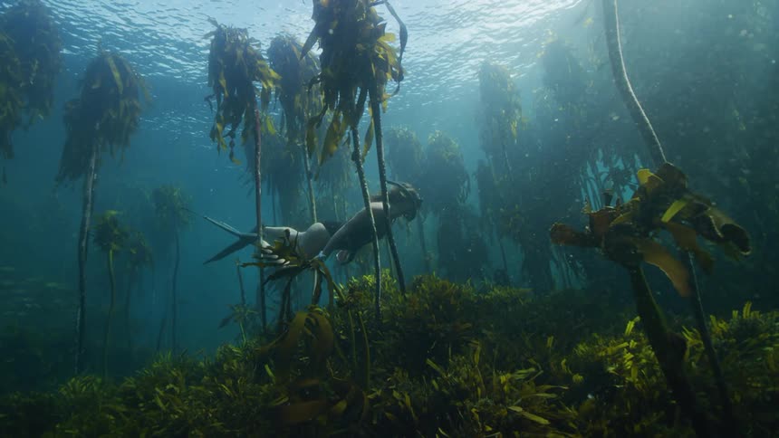 A woman free dives through a kelp forrest.