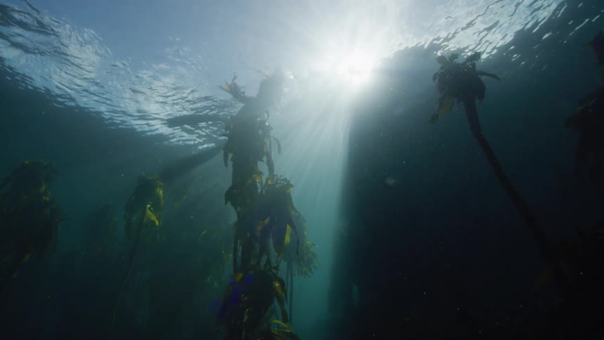 Sea kelp floating underneath the water surface in the ocean