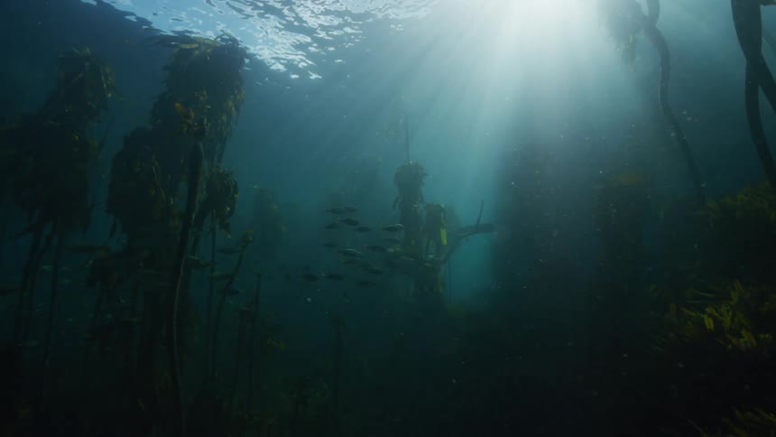 Slow motion underwater footage moving through a kelp forest in the ocean