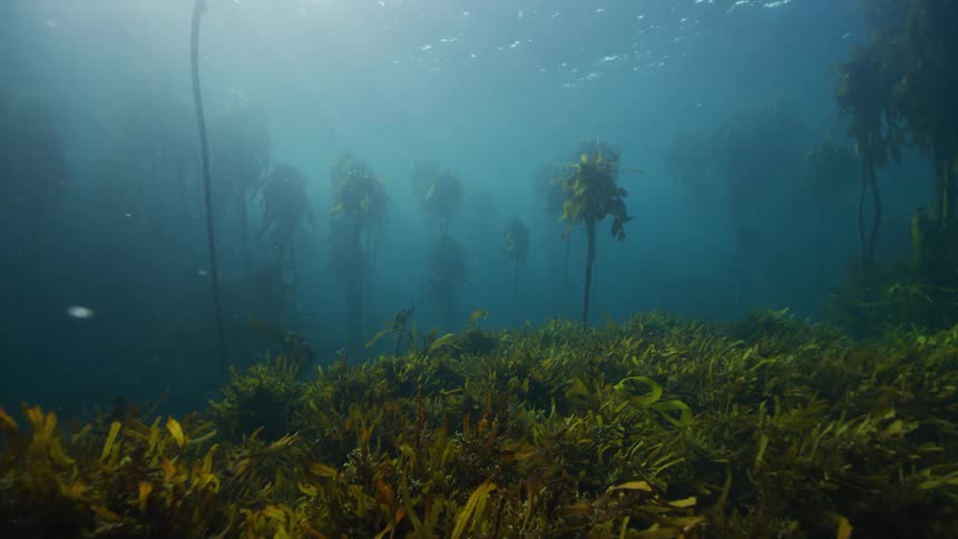 Fish swim above kelp along the ocean floor