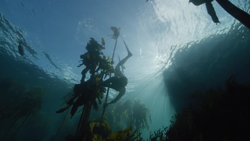 Woman snorkels among kelp as sun shines through water surface