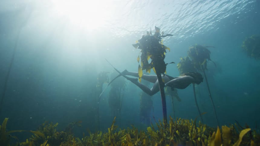 A woman in diving gear swims past kelp in the ocean
