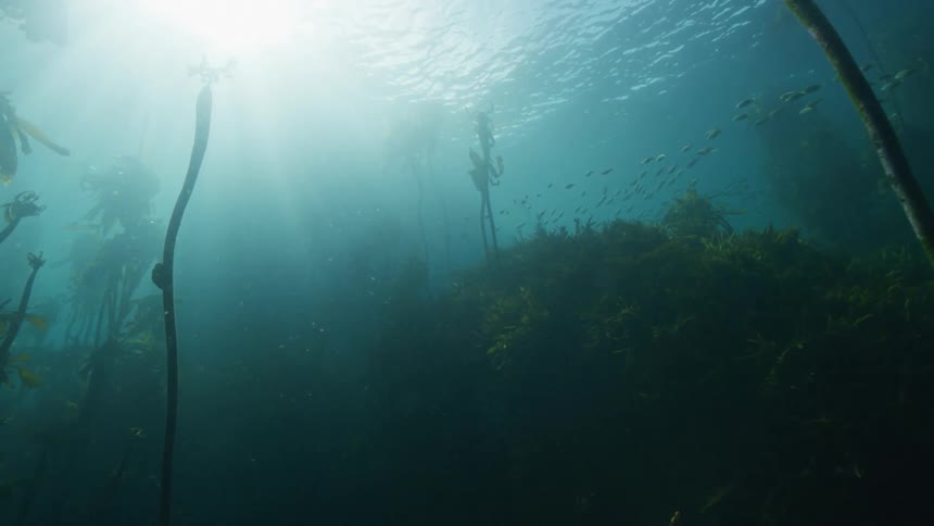 A school of fish swimming through a kelp forest near the sun lit ocean surface